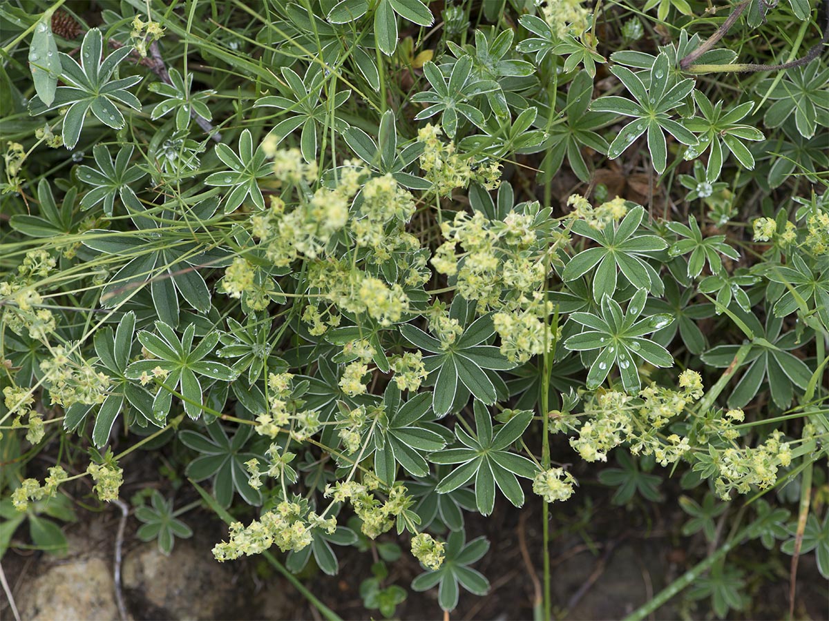 Alchemilla alpina